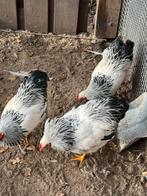 Drie kippen, Dieren en Toebehoren, Pluimvee, Vrouwelijk, Kip