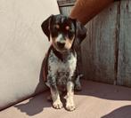 boerenfox pups, Dieren en Toebehoren, Rabiës (hondsdolheid), Overige rassen, 8 tot 15 weken, Meerdere