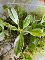 Mooie baby plant Philodendron White Princess, Huis en Inrichting, Kamerplanten, Overige soorten, Minder dan 100 cm, Halfschaduw