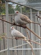 Diamantduifjes, Dieren en Toebehoren, Vogels | Overige Vogels, Meerdere dieren