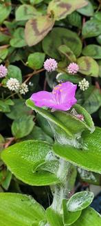 Tradescantia sillamontana, Tuin en Terras, Planten | Tuinplanten, Ophalen, Zomer, Overige soorten, Volle zon