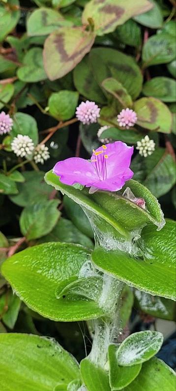 Tradescantia sillamontana beschikbaar voor biedingen