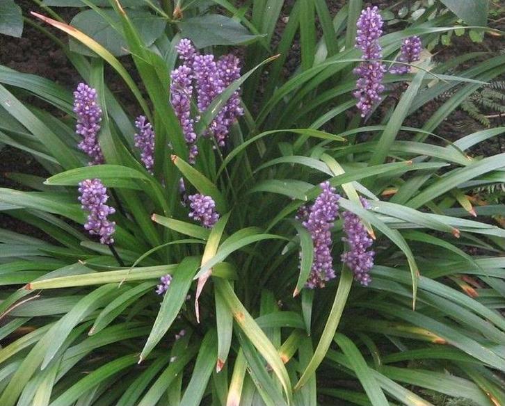 Liriope stekjes te koop, Tuin en Terras, Planten | Tuinplanten, Halfschaduw, Ophalen of Verzenden