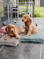 Engelse Cocker spaniël pups, Reu, CDV (hondenziekte), 8 tot 15 weken, Meerdere