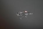 Swarovski kristallen salamander - Van oma’s verzameling, Ophalen of Verzenden, Zo goed als nieuw, Overige materialen, Overige merken