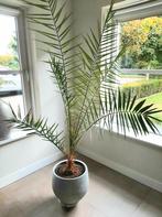 Palm 175 cm hoog, Phoenix Canariensis, Ophalen, Palm, Volle zon, 150 tot 200 cm