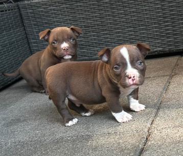 American bully pocket pups beschikbaar voor biedingen