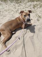 Dit zijn Diva en Bull 2 onwijs lieve leuke pups van 5maanden, Rabiës (hondsdolheid), 15 weken tot 1 jaar, Meerdere, Meerdere dieren