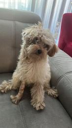 Maltupu hondje, Overige rassen, CDV (hondenziekte), Meerdere dieren, Eén hond