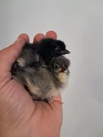 jersey giant kuikens, Dieren en Toebehoren, Pluimvee, Meerdere dieren, Kip