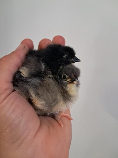 jersey giant kuikens, Dieren en Toebehoren, Pluimvee, Kip, Meerdere dieren
