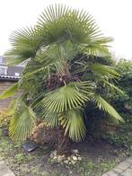 Europese palmboom, circa 3,5 -4m hoog, Tuin en Terras, Planten | Bomen, Bloeit niet, 250 tot 400 cm, Palmboom, Ophalen