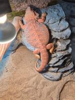 Mooie baardagaam man te koop, Hagedis, 0 tot 2 jaar