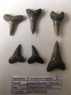 Haaientanden: Carcharodon hastalis uit Mill (set 2), Ophalen of Verzenden, Fossiel