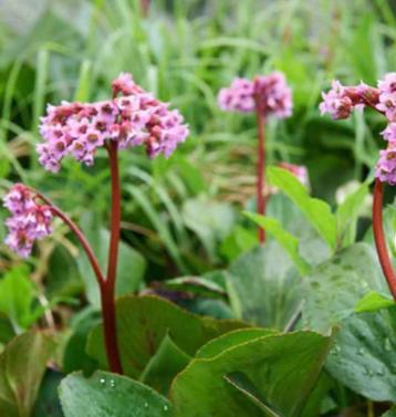 Schoenlappersplant Bergenia cordifolia Tuinplant beschikbaar voor biedingen