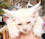 XXL Maine Coon Rus DEKKATER BlackSmoke GetestVriendelijkReus, Dieren en Toebehoren, Katten en Kittens | Dekkaters, 3 tot 5 jaar