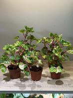 Iresine herbstii (biefstukplant), Huis en Inrichting, Kamerplanten, Ophalen of Verzenden, Overige soorten, Minder dan 100 cm