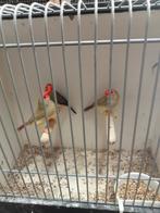 3 bins mannen, Mannelijk, Tropenvogel