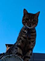 Bengaalse kat, Simba wordt sinds maandag vermist. Nietap., Dieren en Toebehoren, Vermiste en Gevonden Dieren, Kat