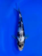 VHQ Tateshita Ginrin Shiro Utsuri 25-30cm Japanse koi, Karper of Koi