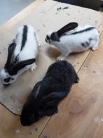 Lotharingers, Dieren en Toebehoren, Vrouwelijk, Groot, 0 tot 2 jaar