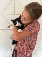 Siberische boskat kittens poesjes kitten grijs zwarte kater, Dieren en Toebehoren, Meerdere dieren, Ontwormd, 0 tot 2 jaar