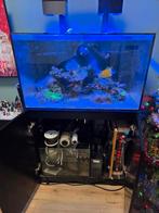 Zeeaquarium red sea 250, Ophalen, Gevuld zeewateraquarium