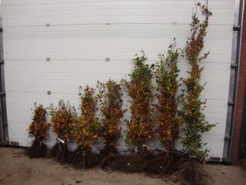 beuk beukenhaag haagbeuk groene rode beuken fagus sylvatica beschikbaar voor biedingen