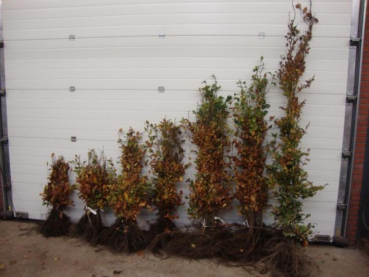 beuk beukenhaag haagbeuk groene rode beuken fagus sylvatica, Tuin en Terras, Planten | Struiken en Hagen, Haag, Beukenhaag, Ophalen