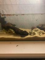 (Gezocht) guppys gezocht of andere vissen, Dieren en Toebehoren, Ophalen of Verzenden