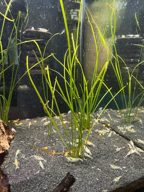 Vallisneria Nana, Dieren en Toebehoren, Vissen | Aquaria en Toebehoren, Zo goed als nieuw, Plant(en), Steen of Hout, Ophalen of Verzenden