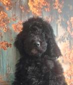 Prachtige zwarte, goed gezonde koningspoedel pupjes, Dieren en Toebehoren, Poedel, Parvo, 15 weken tot 1 jaar, Meerdere