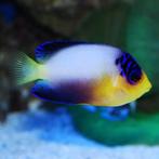 Keizer zeeaquarium, Dieren en Toebehoren, Vissen | Aquariumvissen, Vis