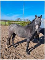 Knappe Welsh schimmel merrie, Merrie, Gechipt, 3 tot 6 jaar, B pony (1.17m tot 1.27m)