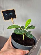 Madagascar Jewel plantjes en zaden, Ophalen, Overige soorten, Minder dan 100 cm