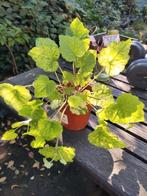 Kamerplant - Kindje-op-moeders-schoot, Ophalen, Overige soorten, Halfschaduw, Minder dan 100 cm