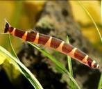 Pangio Khulii 5 stuks, Dieren en Toebehoren, Vis, Zoetwatervis, Schoolvis