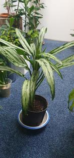 Zo handig dat deze plant minder licht nodig heeft!!, Ophalen, Overige soorten, Minder dan 100 cm