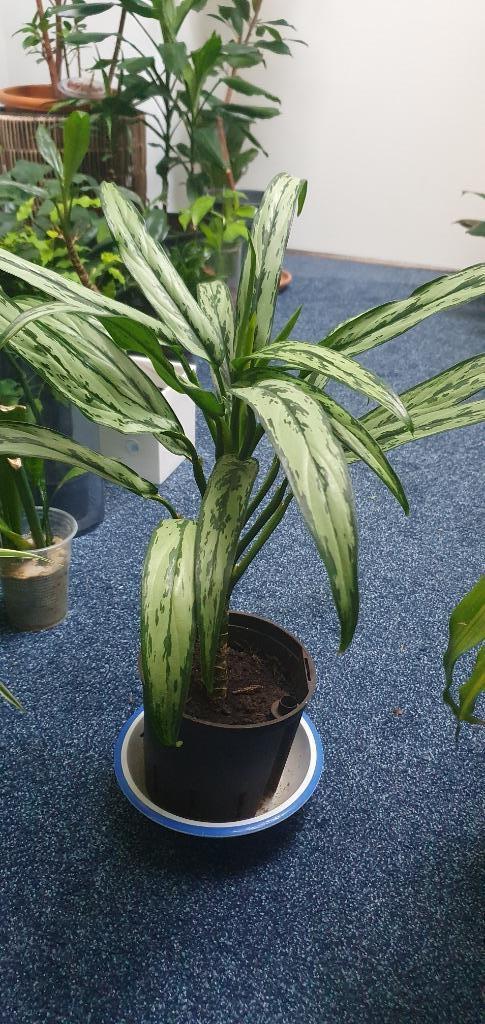 Zo handig dat deze plant minder licht nodig heeft!!, Huis en Inrichting, Kamerplanten, Overige soorten, Minder dan 100 cm, Ophalen
