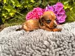 Ruwhaar dwergteckel pup reutjes, Parvo, 8 tot 15 weken, Dwerg, Meerdere
