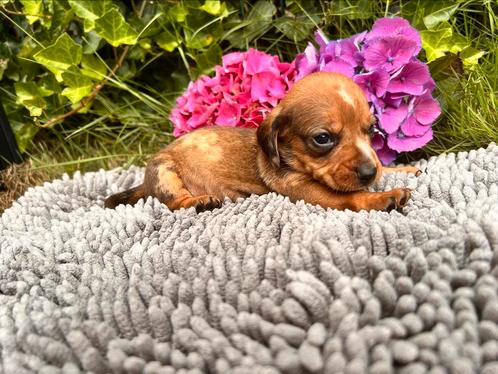 Ruwhaar dwergteckel pup reutjes, Dieren en Toebehoren, Honden | Teckels en Dashonden, Meerdere dieren, Ruwhaar, Dwerg, Particulier
