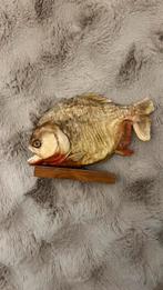 Opgedroogde echte piranha uit zuid amerika, Watersport en Boten, Ophalen, Zo goed als nieuw, Overige typen
