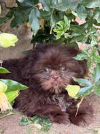 Shih Tzu pupjes, Dieren en Toebehoren, België, Overige rassen, CDV (hondenziekte), 8 tot 15 weken