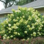 Hydrangea Paniculata ''Limelight'', Overige soorten, Vaste plant, Ophalen of Verzenden, Halfschaduw