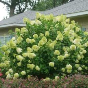 Hydrangea Paniculata ''Limelight'' beschikbaar voor biedingen
