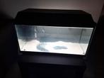 40 liter aquarium, Dieren en Toebehoren, Vissen | Aquaria en Toebehoren, Ophalen