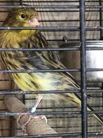 Te koop kanarie man, Dieren en Toebehoren, Vogels | Kanaries, Mannelijk, Kleurkanarie