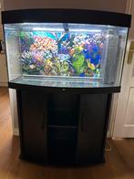 Juwel vision 180 aquarium - LED - bezorging mogelijk, Dieren en Toebehoren, Vissen | Aquaria en Toebehoren, Ophalen of Verzenden