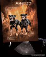 Rottweiler reutje 8 weken, Dieren en Toebehoren, Reu, 8 tot 15 weken, Eén hond, Rottweiler