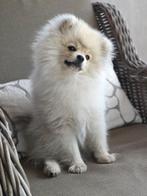Pommeriaan pup, 15 weken tot 1 jaar, CDV (hondenziekte), Eén hond, Nederland